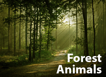 Learn Forest Animals