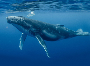 Learn Ocean Animals
