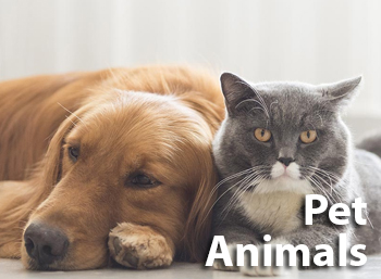 Learn Pet Animals