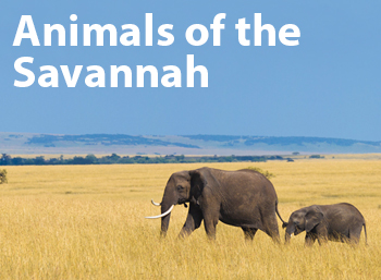 Learn Savannah Animals